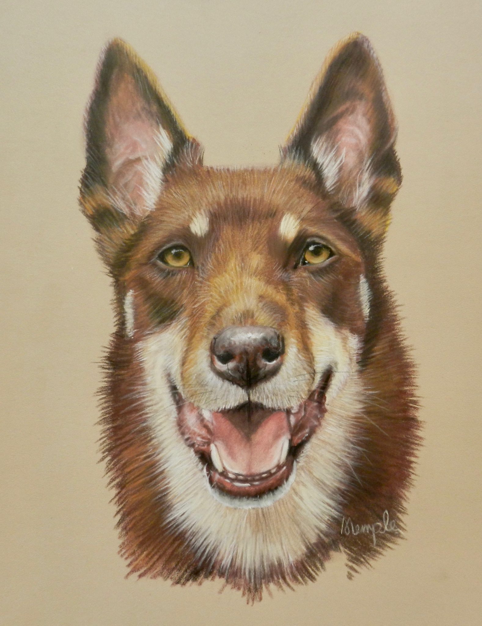 Sandra Temple's Pastel Dog Portrait